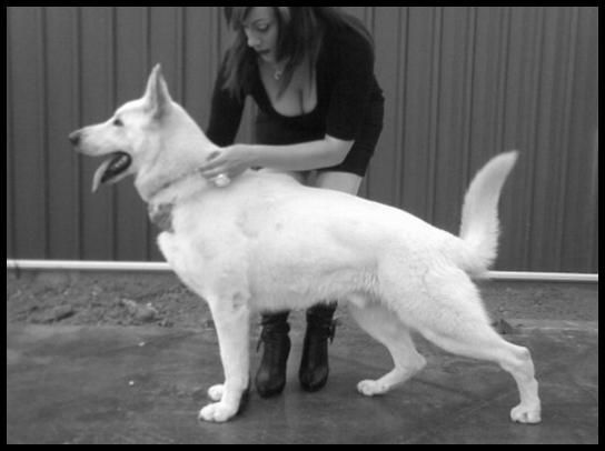 Balto