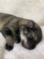 Octavia x Quinn girl 1 day old