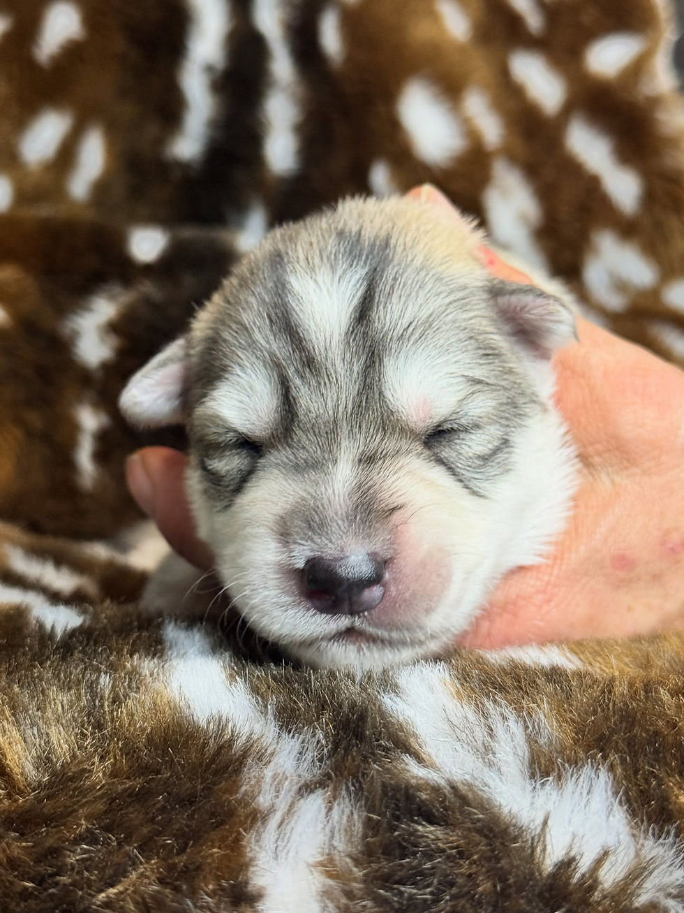 Zoey 9 days old