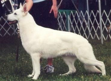 Sire: Royal Damien Teen's Desire (USA)