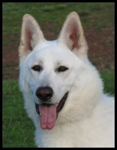Balto 2009