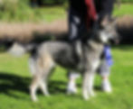 Best Puppy Bitch 2024 Lykos Show