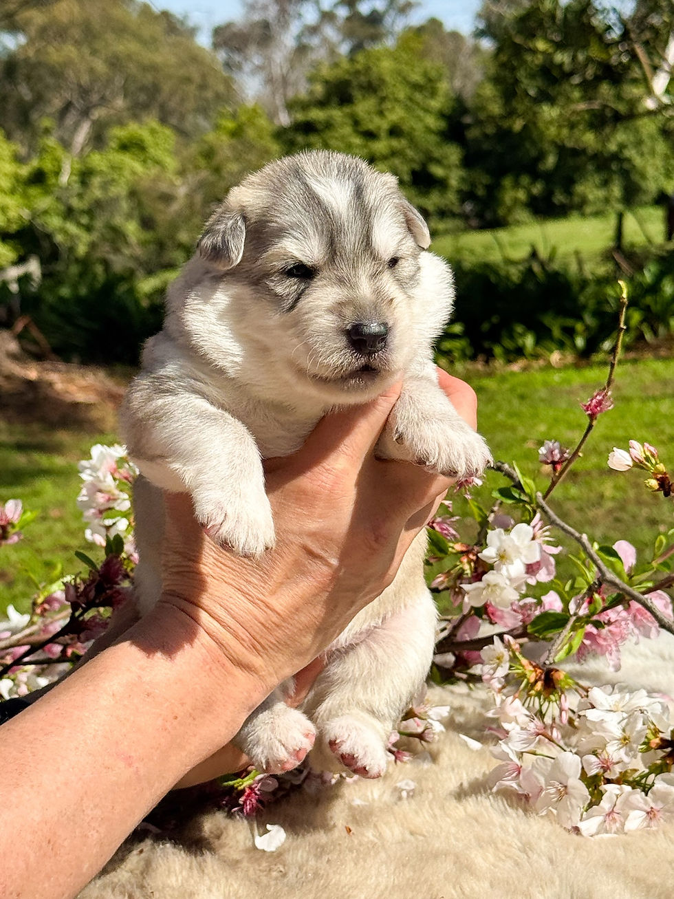 Zoey 14 days old