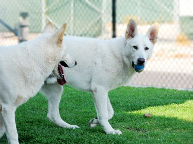 Balto and his brother Ziggi