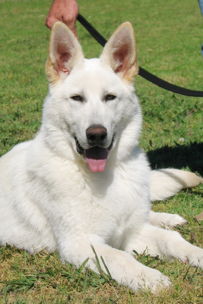 Balto as a puppy