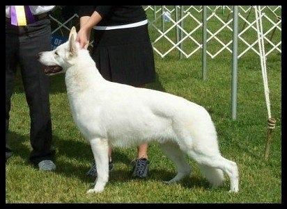 Sire: Royal Damien Teen's Desire (USA)