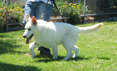 Balto as a puppy at his first show