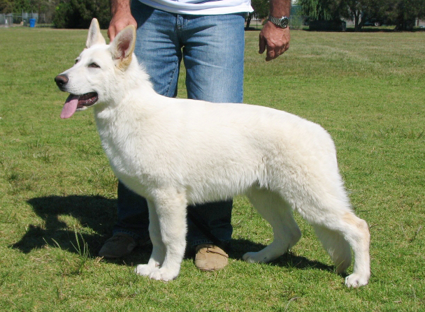 Balto as a puppy