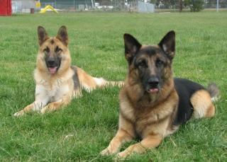 Jenna and her uncle, Australia's first ever Triple Champion (O & T) Jyetara A Legend AZ H-neg ADM, J