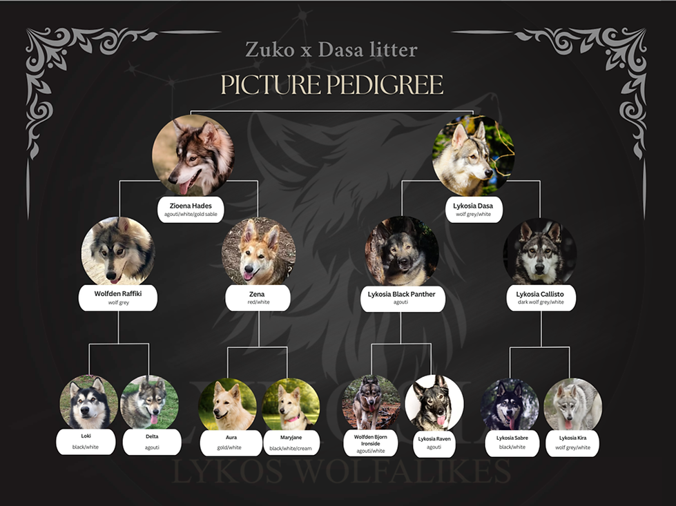 Dasa Zuko picture pedigree.png