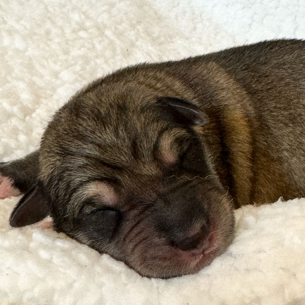 Lykosia Chewy 1 day old (M)