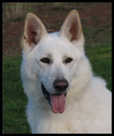 Balto
