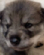 2 weeks old