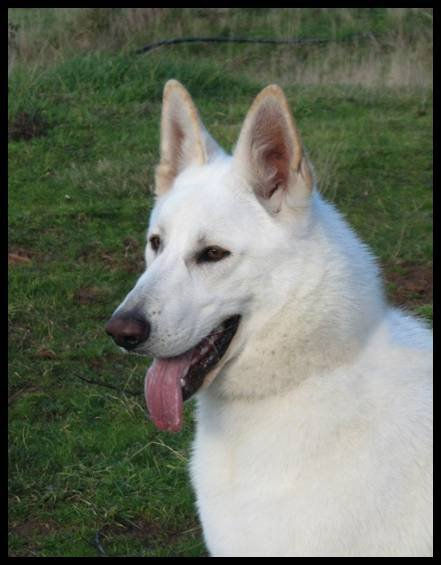 Balto 2009