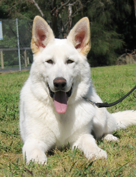 Balto as a puppy