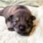 Octavia x Quinn girl 7 days old