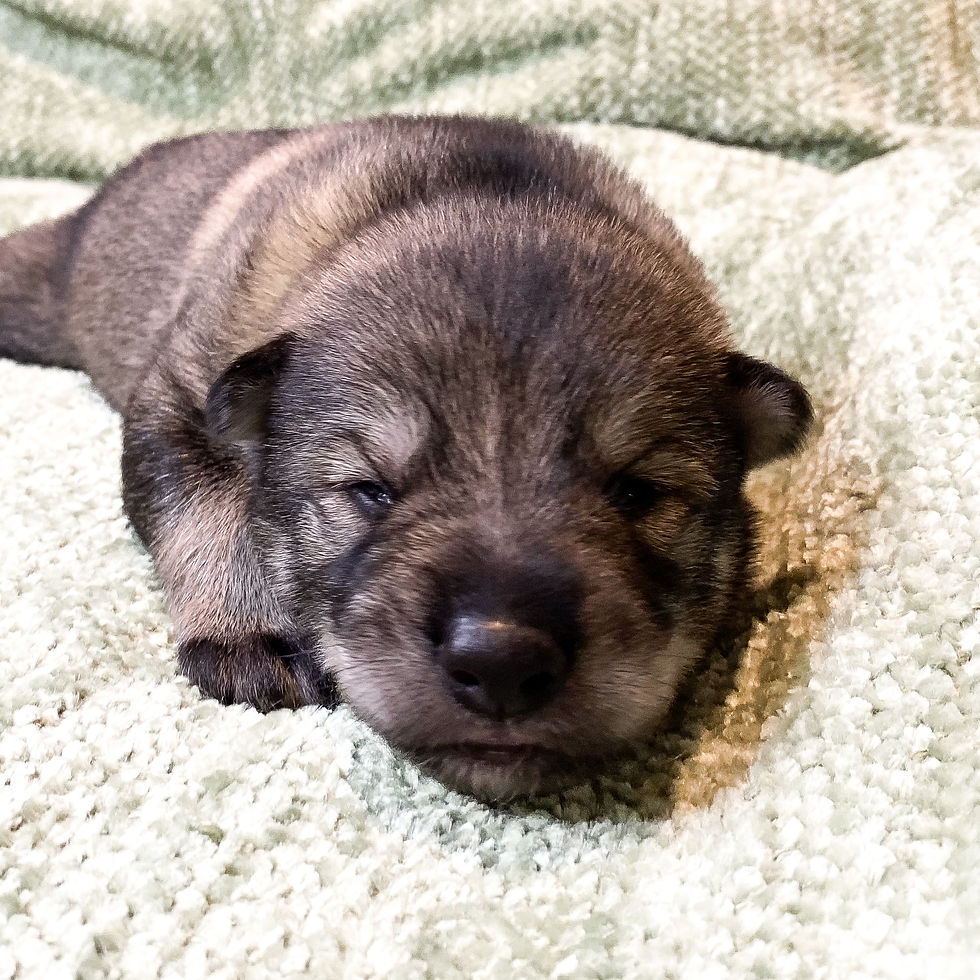 Octavia x Quinn girl 7 days old