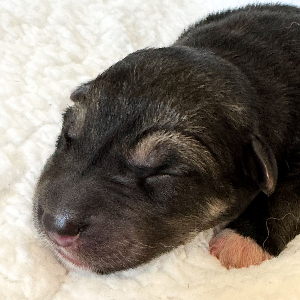 Lykosia Ahsoka 1 day old (F)