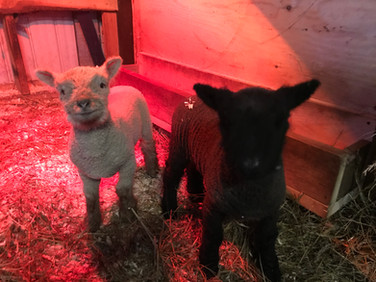 Deux petites jumelles très espiègles
