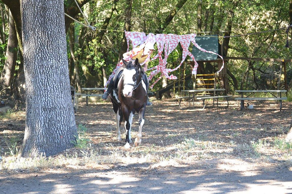 Trail trials and obstacle clinic