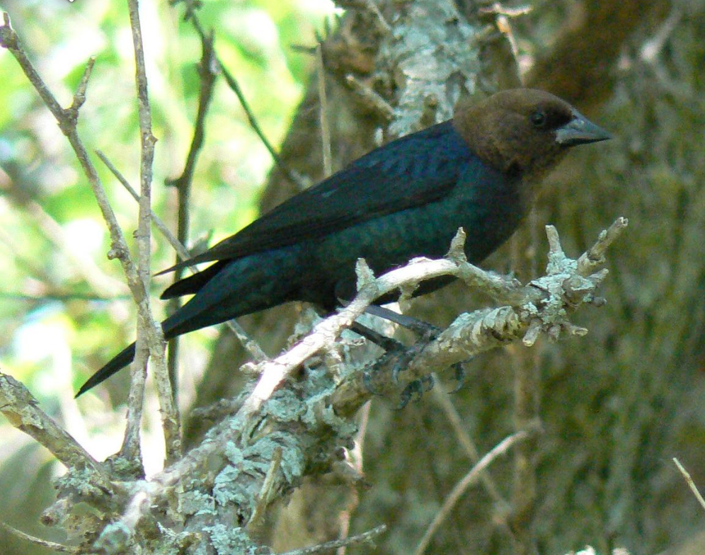 Public domain photo of a brown-headed cowbird.