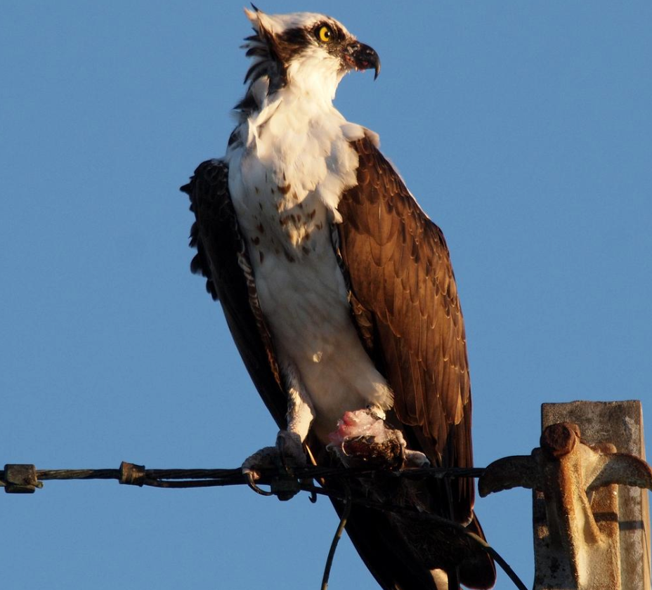 Osprey looking amazing. Public domain.