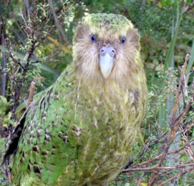 Sirocco the kakapo looking great! Public domain photo.