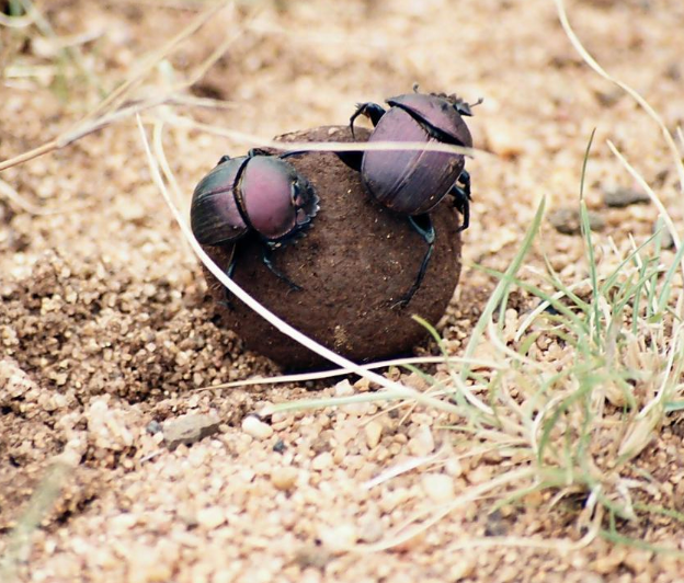 Public domain photo of two dung beetles on a dung ball.
