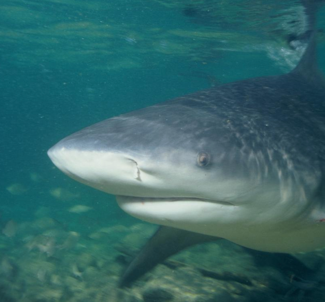 Bull shark swimming in shallow water, public domain photo.