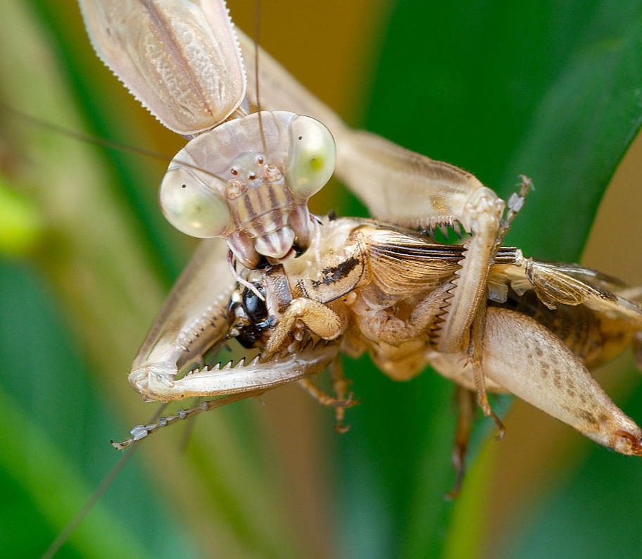 Photo of a Chinese mantis eating.