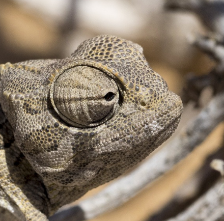 Public domain photo of Namaqua chameleon.