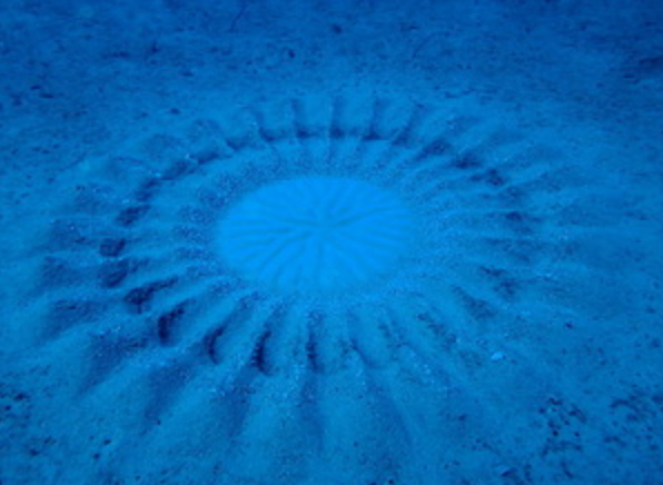 Photo of a pufferfish underwater crop-circle sand art