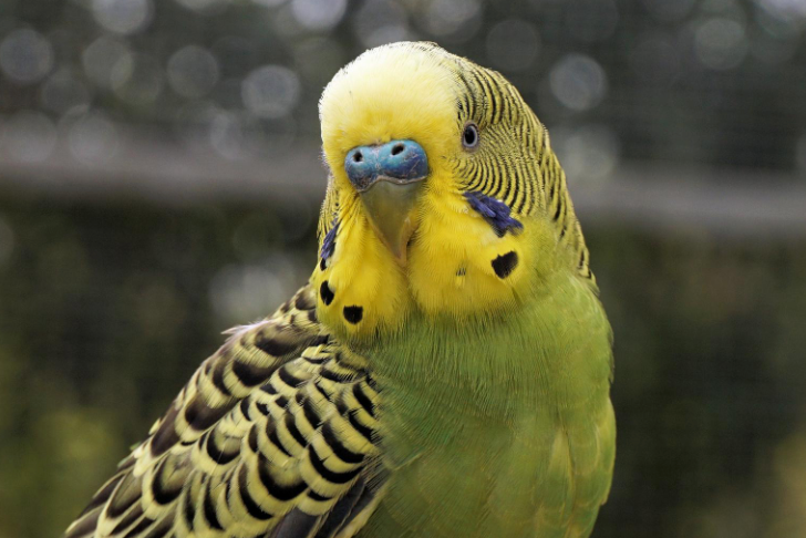 Public domain photo of a yellow budgerigar.