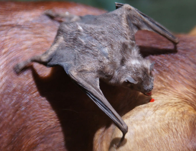 Photo of a vampire bat feeding, image and attribution in link.