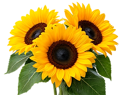 sunflower-bunch-3_edited.png
