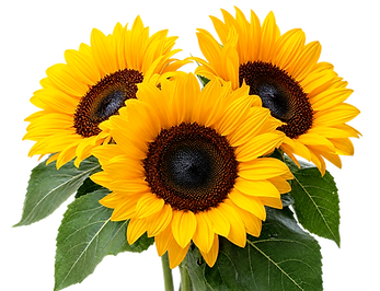 sunflower-bunch-3_edited.png