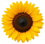 sunflower-single_edited.png