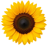 sunflower-single_edited.png
