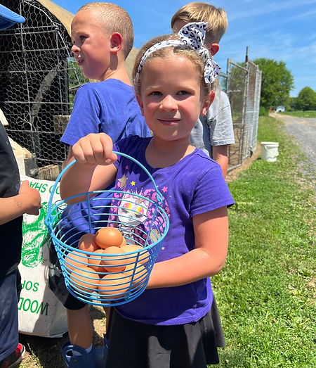 Collect eggs in Rhinebeck