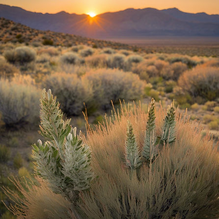 sage brush.jpg