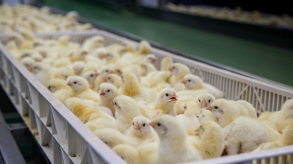 Close-up of healthy newly hatched chicks in a clean brooding area