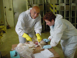 Understanding Poultry Post-Mortem Lesions: A Guide for Veterinarians