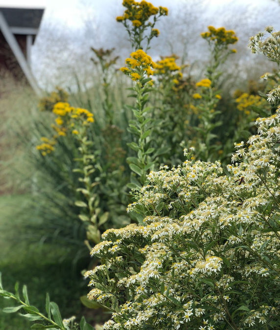 Northwind Switchgrass, Stiff Goldenrod and Flat Topped Aster - Ruth Consoli Design