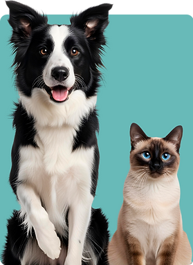 Cachorro preto e branco e gato sentados lado a lado