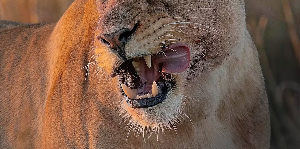 THE LIONS ARE STARVING