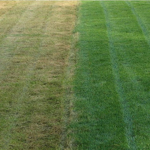 lawn-before-after.jpg