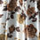 Thumbnail: Curtains 