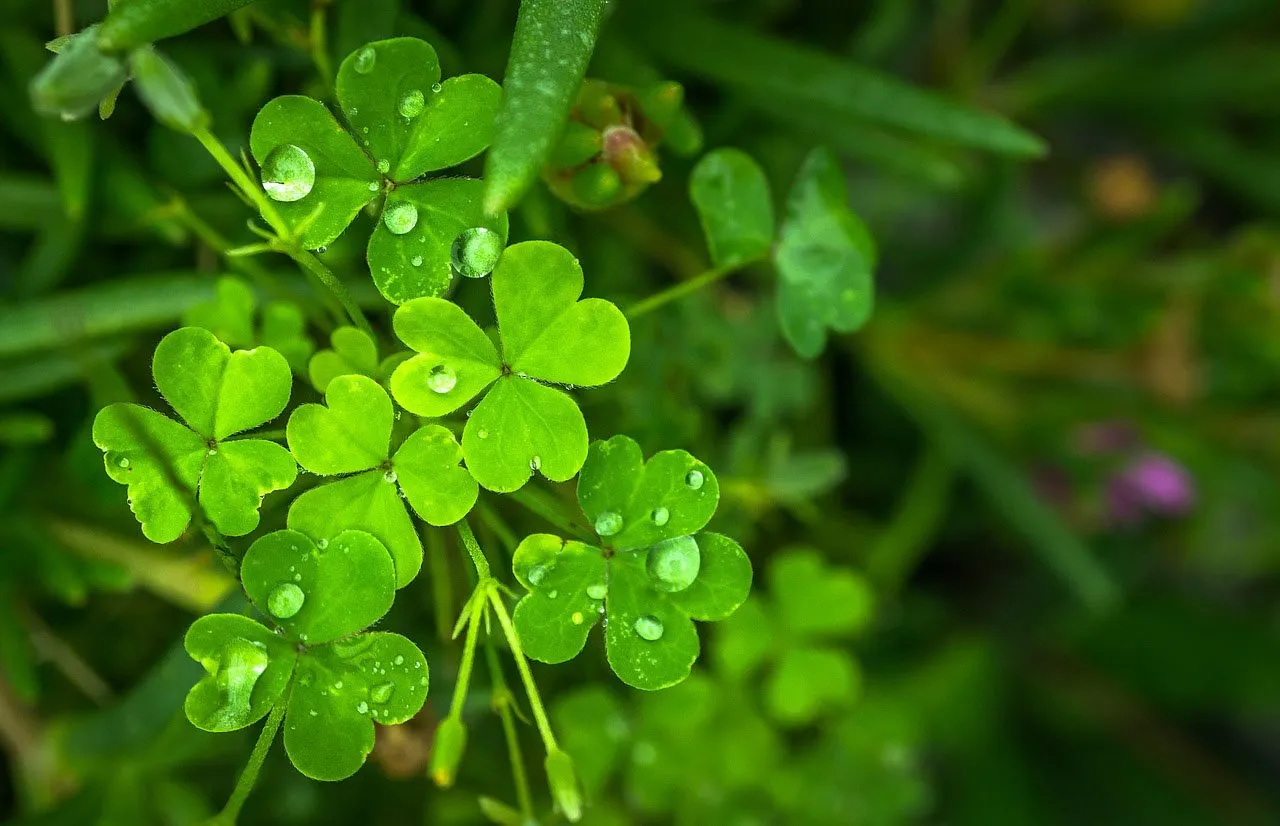 Create Your Own Luck!