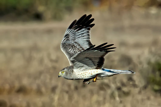 Male Harrier Hawk with Vole-2000x1333-IMG_7910_PS Layers.jpg