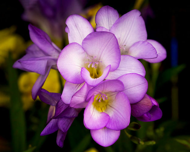 Freesia-2000x1600_V4A7749.jpg